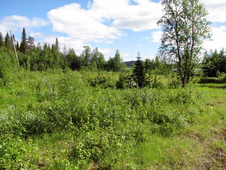 Gl�ntan fr�n skogsv�gen